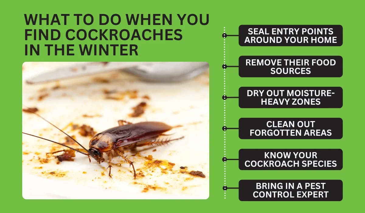 roach in the winter