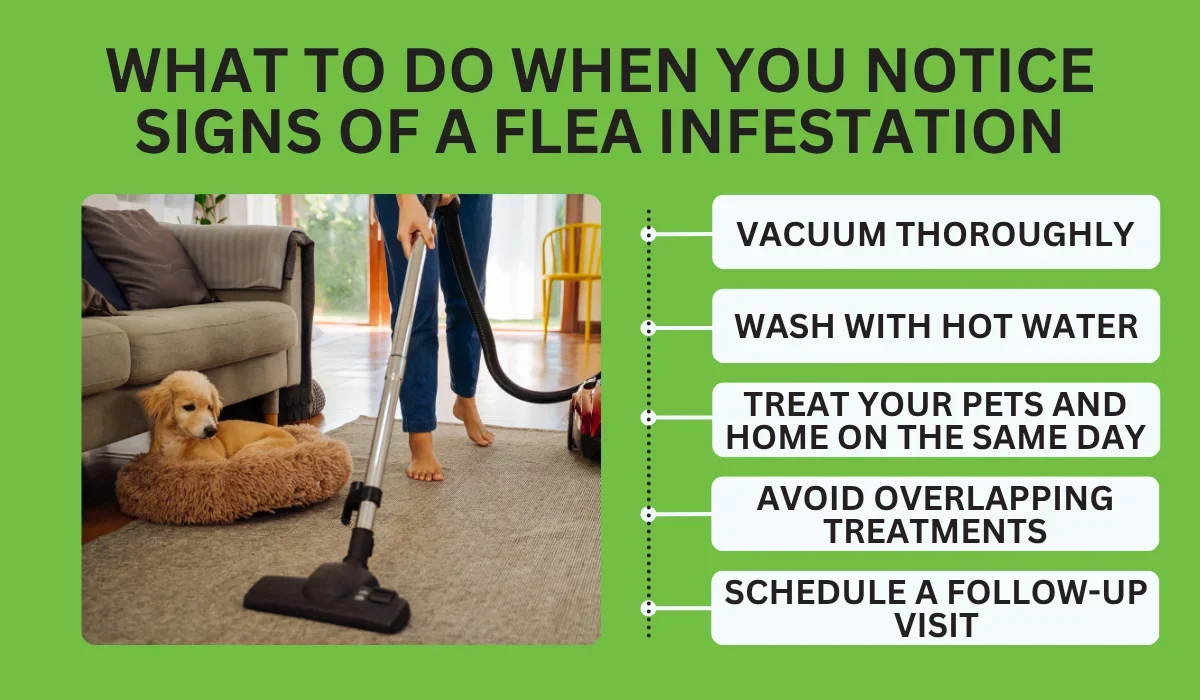 What to Do When You Notice Signs of a Flea Infestation