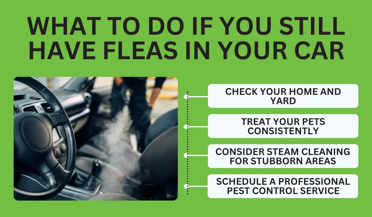 What to Do if You Still Have Fleas in Your Car