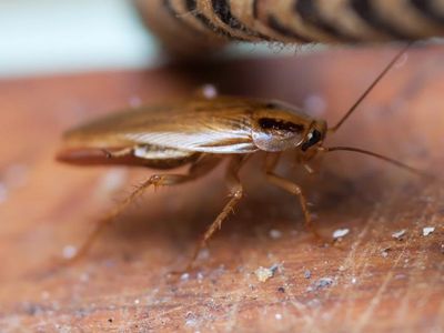 cockroach crawling across table