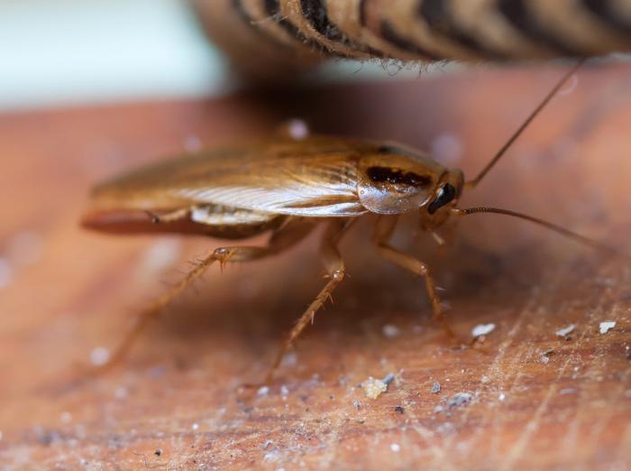 cockroach inside kansas city home