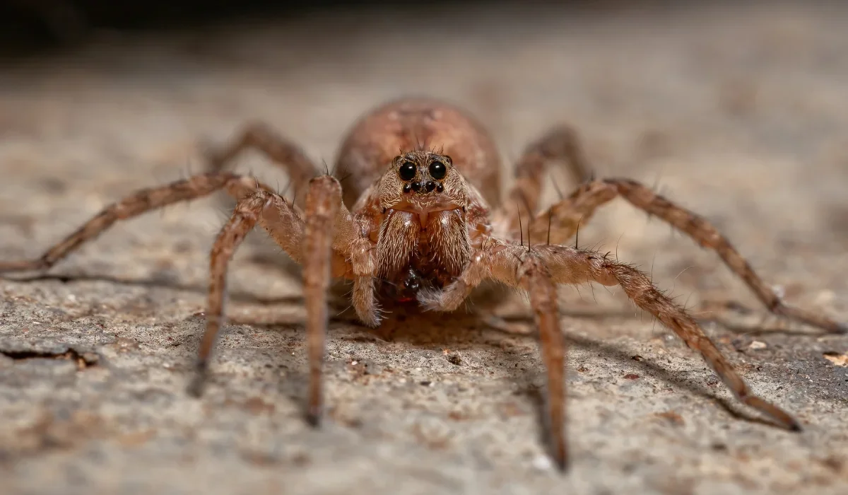 wolf spider