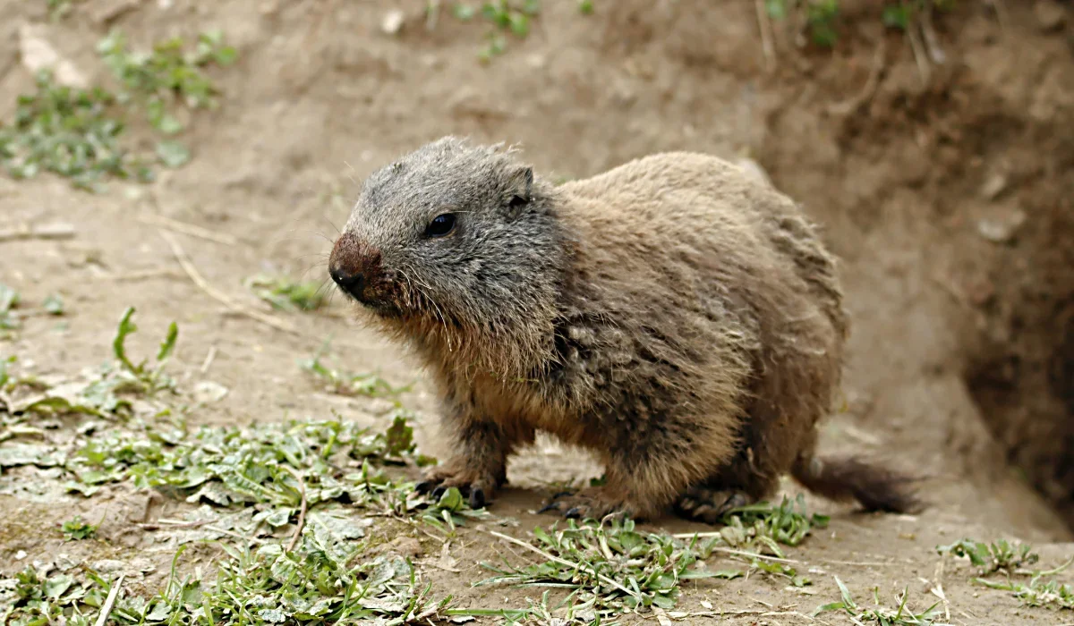 Woodchuck