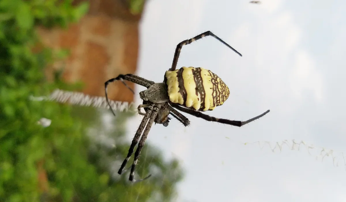yellow garden spider