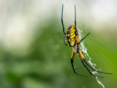 garden spider