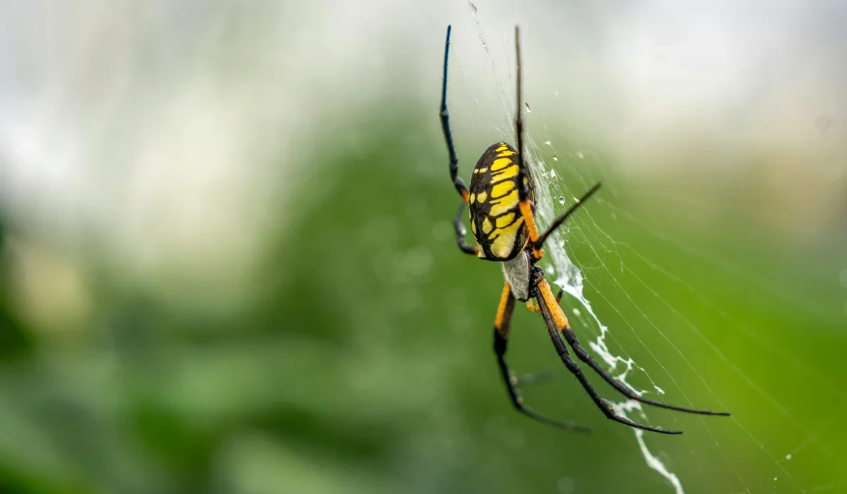 yellow garden spider