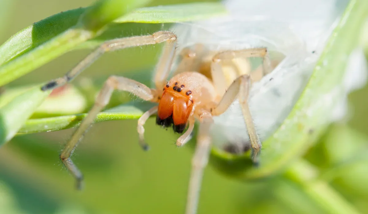 yellow sac