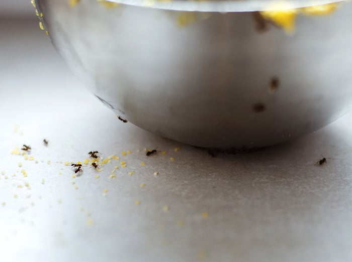 ants on crawling on bowl and kitchen counter