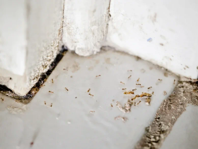ants in bathroom