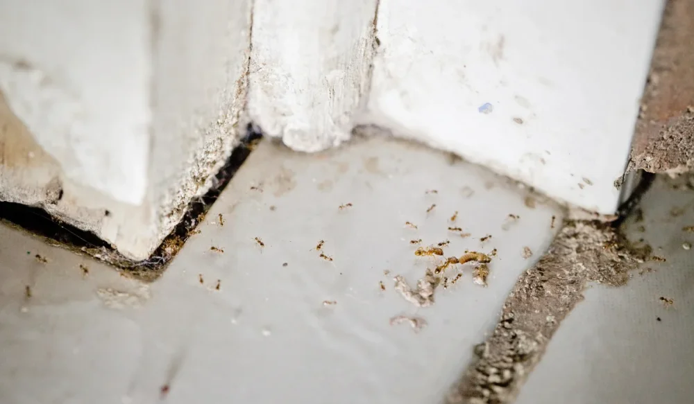 ants in bathroom
