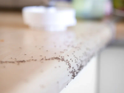 ants in kitchen