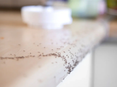 ants in kitchen