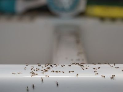 ants crawling on kitchen sink