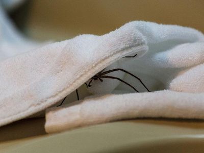 spider hiding in a bathroom towel