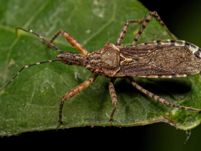 assassin bug