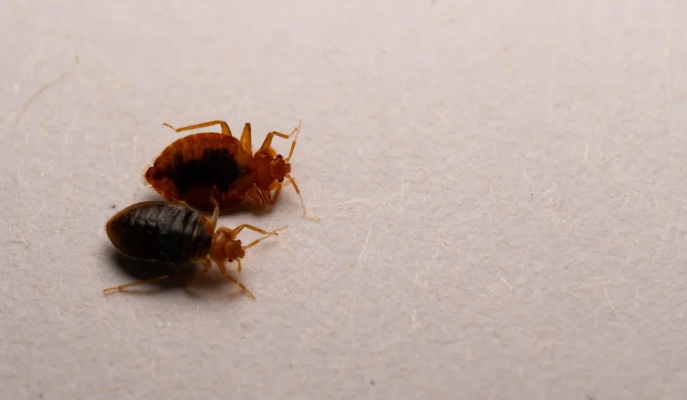 bed bugs