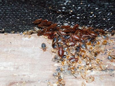 bed bugs inside omaha home
