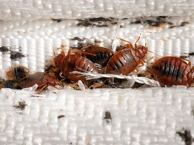 bed bugs crawling on a mattress