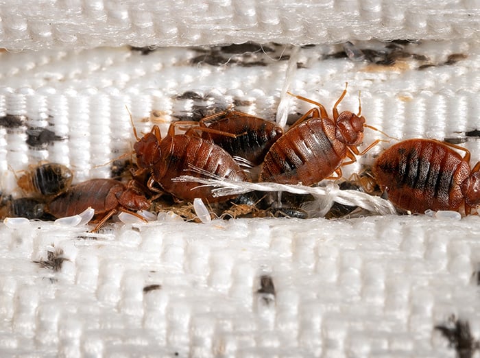 adult bed bugs crawling on mattress