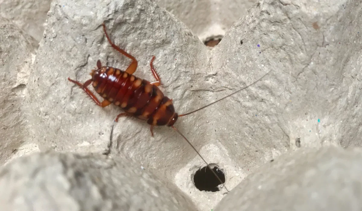 brown banded cockroach