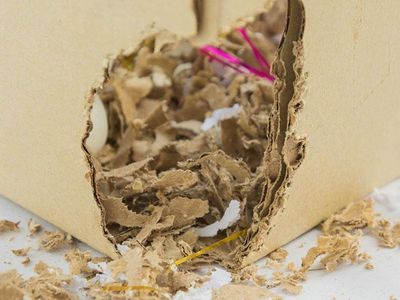 mice chew on cardboard boxes and other items in house