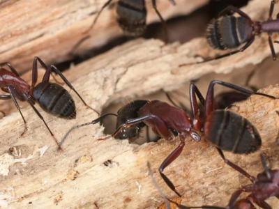 carpenter ant