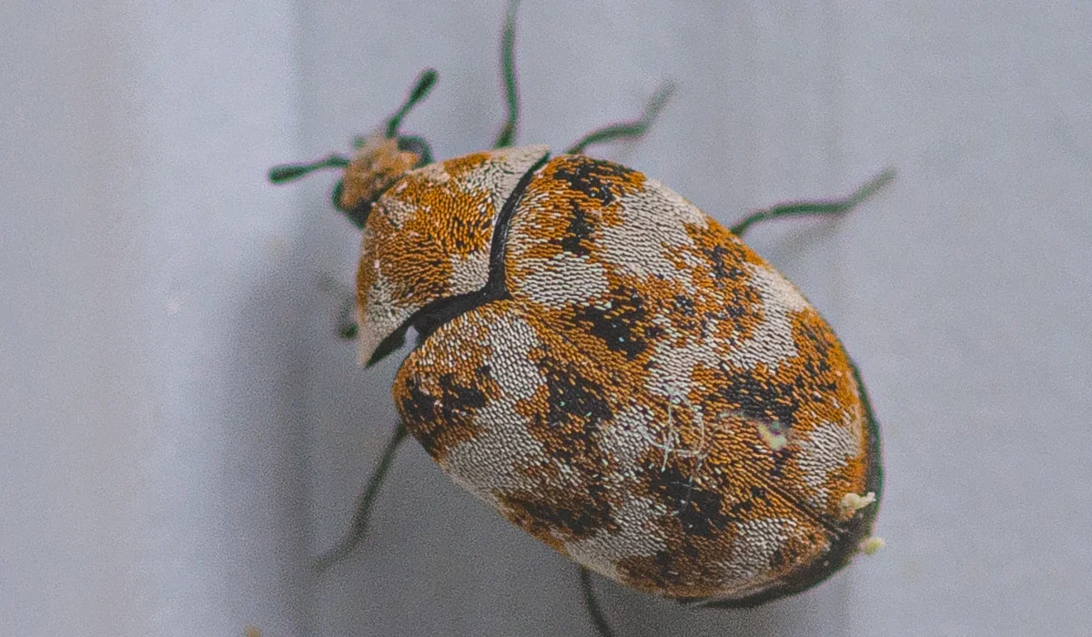 carpet beetles