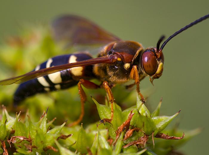 cicada hunter wasp