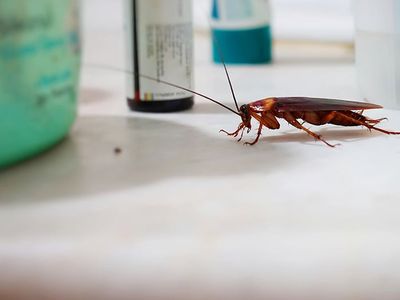 roach crawling on bathroom counter