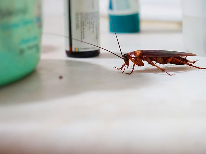 cockroach on bathroom vanity