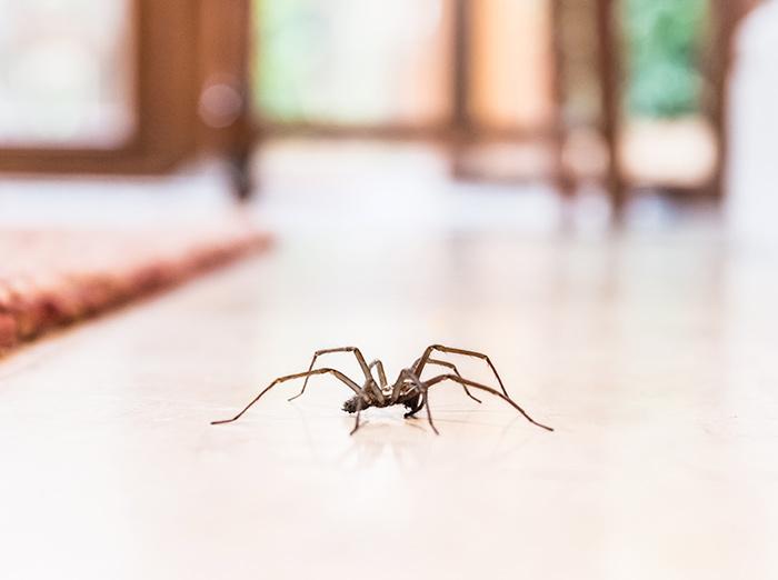 house spider crawling across Des Moines floor