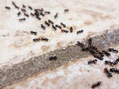ants crawling across walkway in omaha