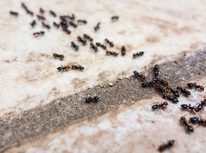 nuisance ants on patio