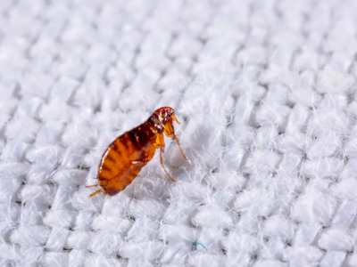 flea infestation