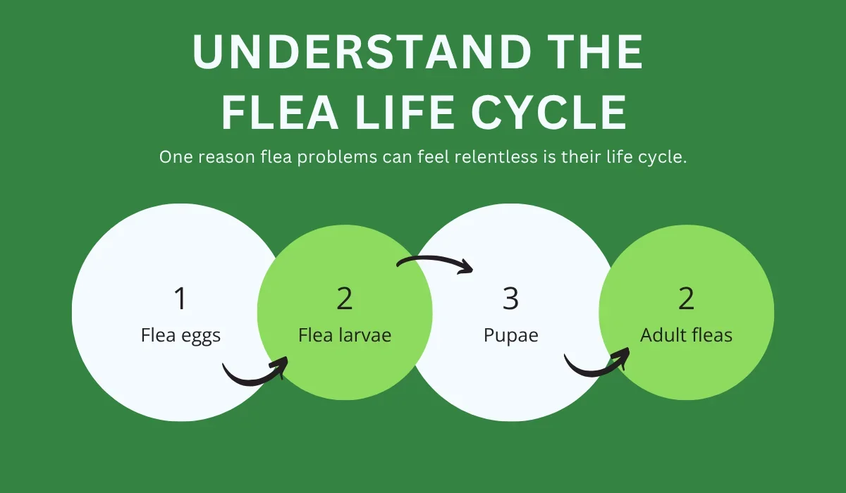 flea life cycle