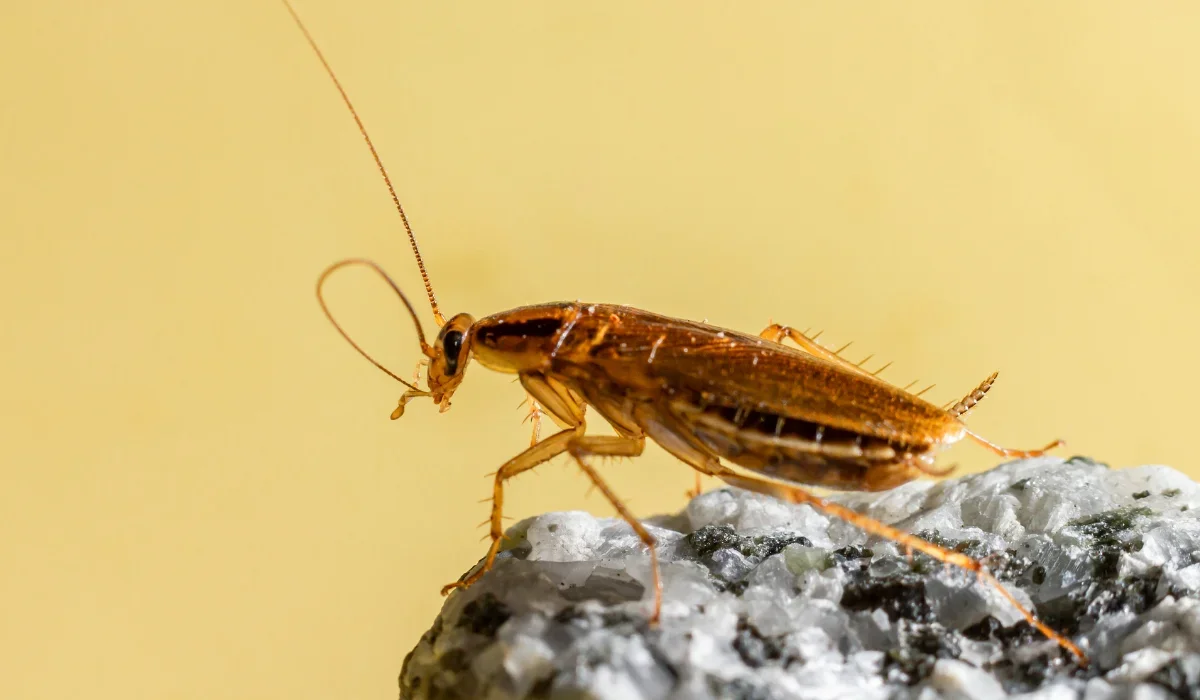 german cockroach