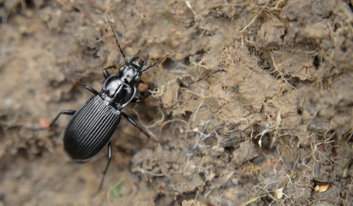 ground beetle