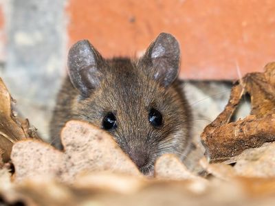 mice looking for way into a des moines home