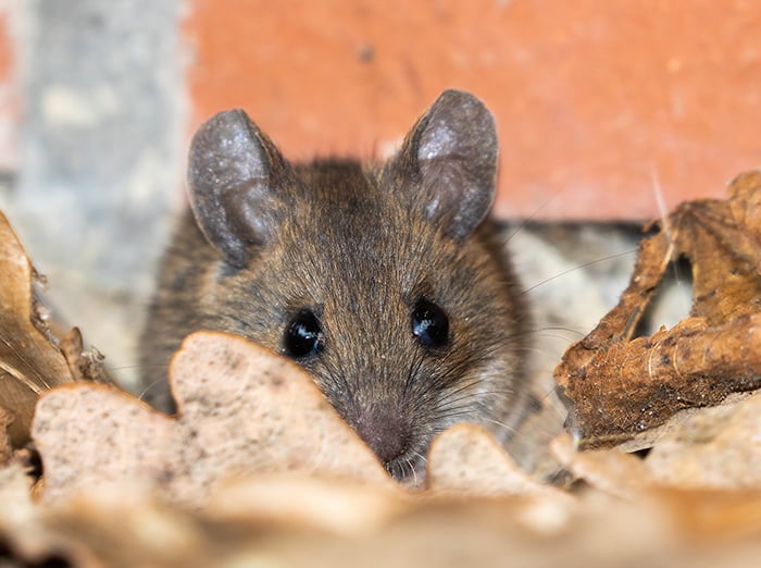 mouse outside a des moines home