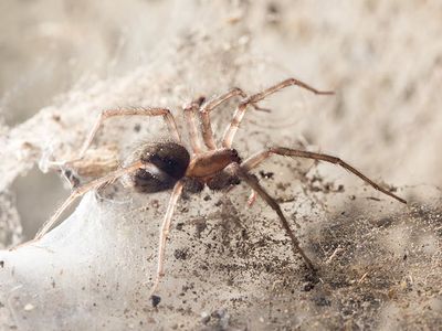 spider in basement of des moines home