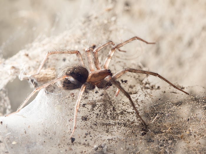 spider in the basement of a des moines home