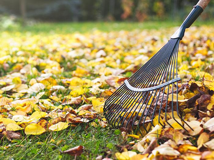 rake leaves and pick up lawn to help deter bugs and rodents this fall