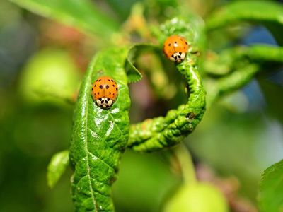 lady beetles crawling on vegetable plant