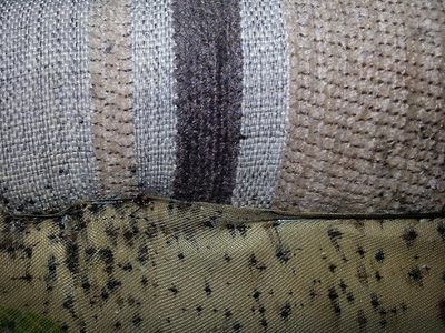 bed bugs crawling on a couch