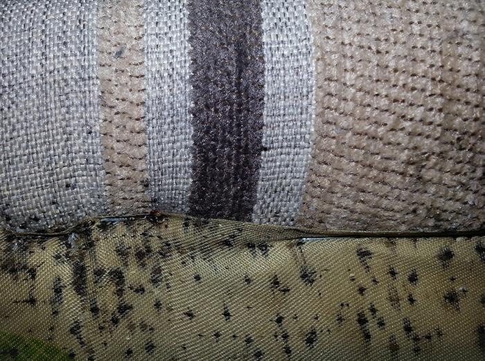 signs of bed bugs on a couch