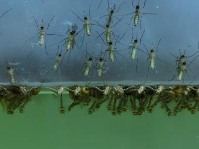 mosquito larvae