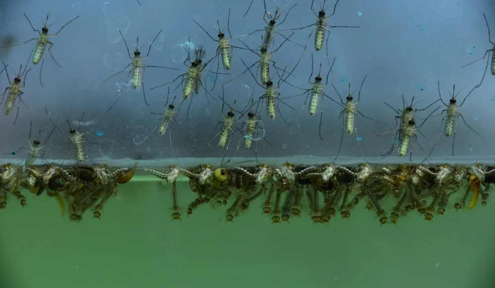 mosquito life cycle