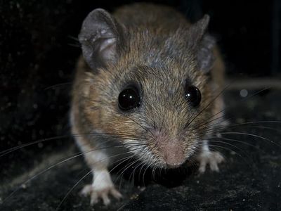 house mouse crawling through dark basement
