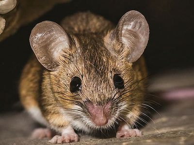 mouse found in omaha crawl space
