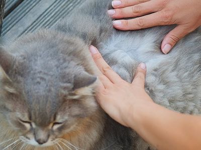 checking cat for fleas